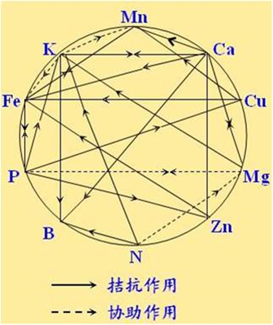 原料型鉀肥和鎂肥為什么會發(fā)生拮抗？