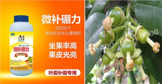 蜜柚促花壯花除了補(bǔ)磷還需要補(bǔ)硼鋅？