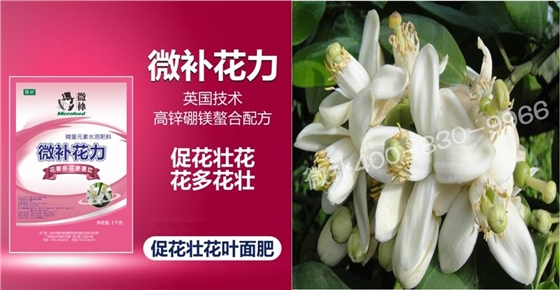 蜜柚促花壯花除了補(bǔ)磷還需要補(bǔ)硼鋅？