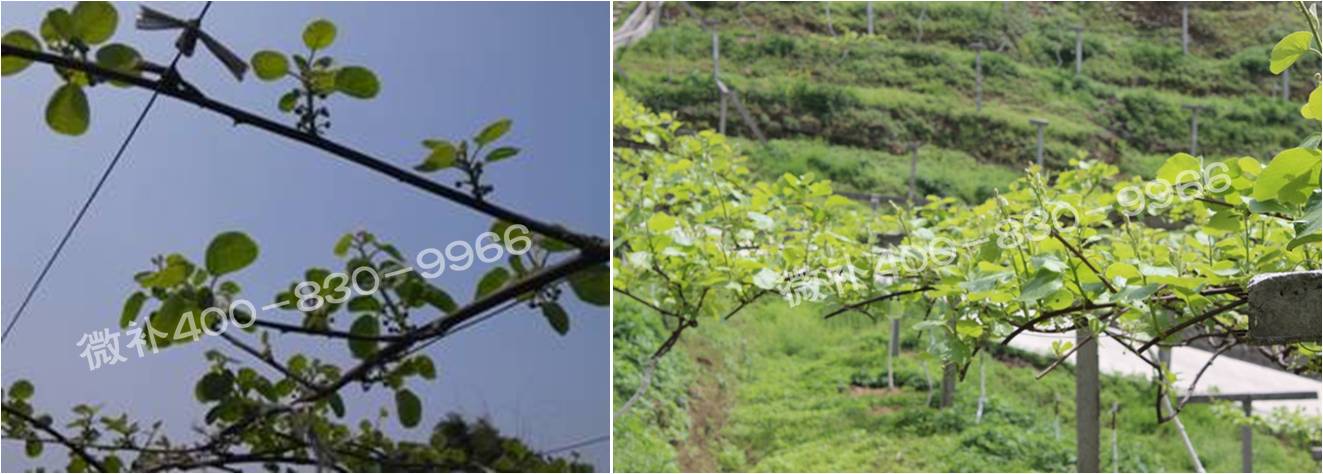 獼猴桃萌芽期如何施肥，才能促進萌芽齊、萌芽壯？