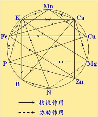 原料型鉀肥和鎂肥為什么會(huì)發(fā)生拮抗？