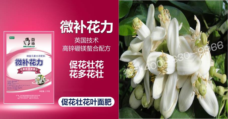 蜜柚促花壯花除了補(bǔ)磷還需要補(bǔ)硼鋅？