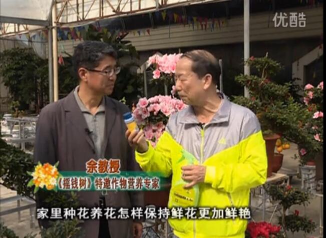 20160118珠江臺(tái)搖錢樹：家庭花卉用綠夫人600度鮮花營(yíng)養(yǎng)液，花開鮮艷、花期長(zhǎng)