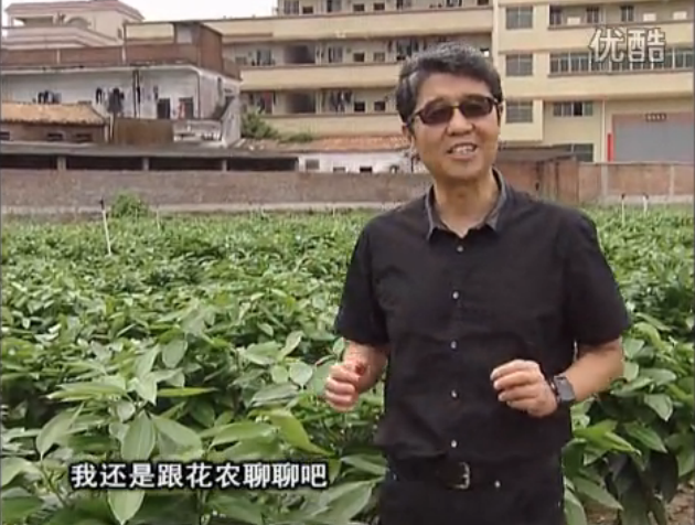 20160606珠江臺(tái)搖錢樹(shù)：觀葉植物用微補(bǔ)方案，壯根提長(zhǎng)、保葉抗病好！