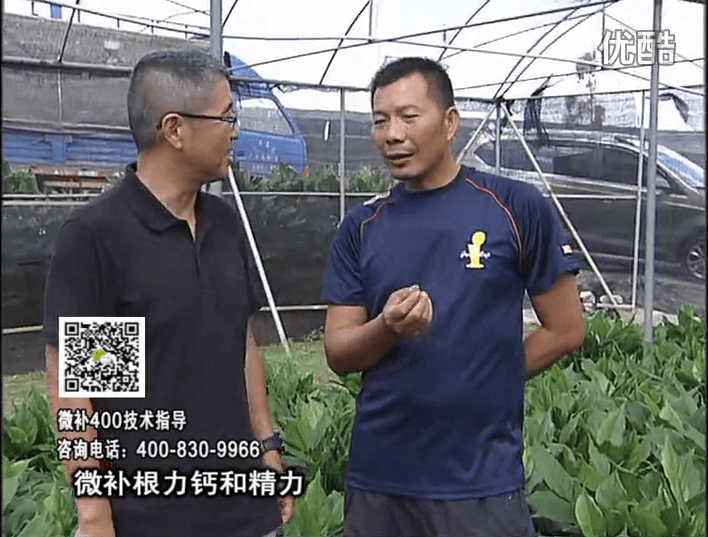 珠江臺搖錢樹：盆栽綠植澆施微補根力鈣+精力，促根多長勢青綠