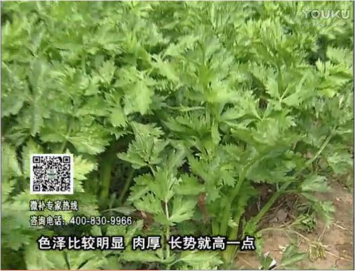 20170109珠江臺搖錢樹：葉菜如何種？長勢好又高產！