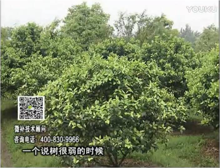 20170206珠江臺搖錢樹：柑橘用微補(bǔ)方案，壯樹促花壯花好