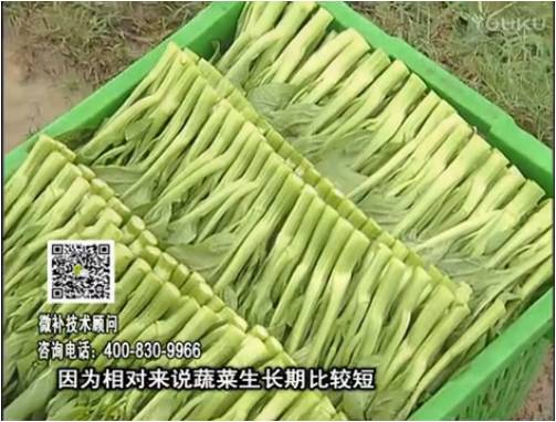 20170306珠江臺搖錢樹：蔬菜澆施微補根力鈣+精力，提高蔬菜長勢，減少病害，提高收益